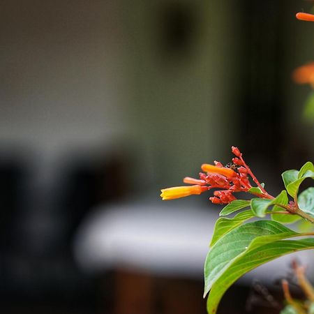 סיגירייה Sashini Homestay מראה חיצוני תמונה
